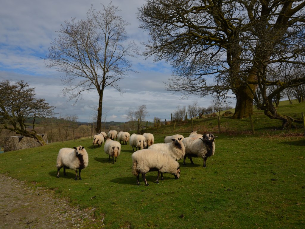 Our badger faced sheep sunning themselves on the farm