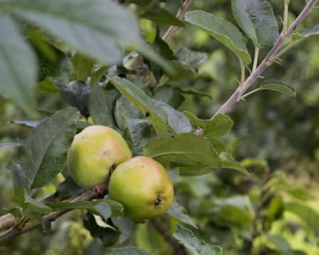 An image of an apple tree in our orchard