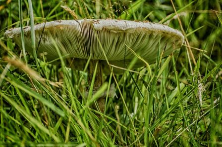 An image of a wild mushroom in the meadow