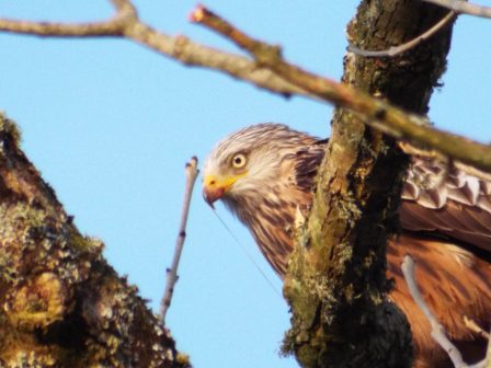 A photo of a red kite in the ash tree at the entrance to Canvas and Campfires
