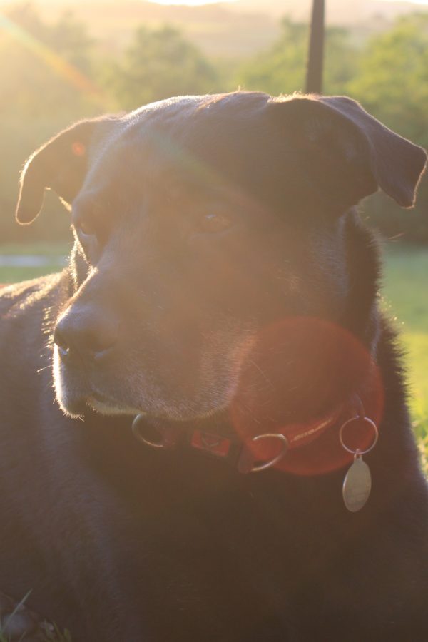 An image of Blossom the farm dog enjoying the sunshine