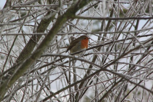 A small robin sits in the branches of a frosty tree