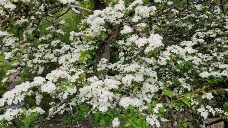Close up of a hawthorn branch covered in hundreds of tiny cream/white flowers.